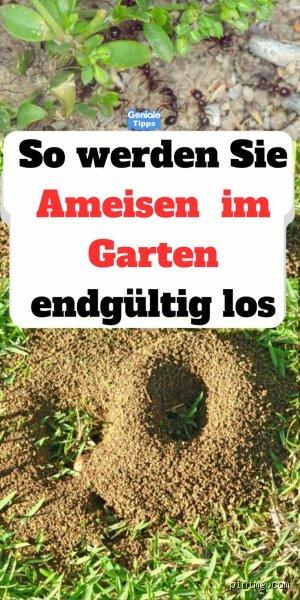 Wie wird man Ameisen endgültig los? Strategien für eine dauerhafte Bekämpfung