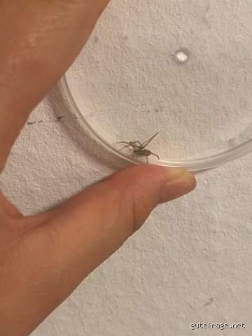 Wieso habe ich so viele Spinnen in meinem Zimmer?