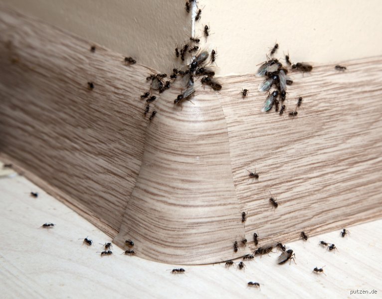 Wo kommen die Ameisen in der Wohnung her?
