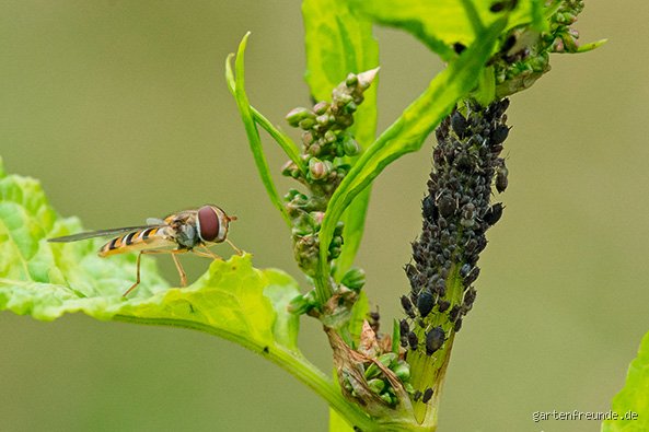 Wo legen die Fliegen ihre Eier ab?