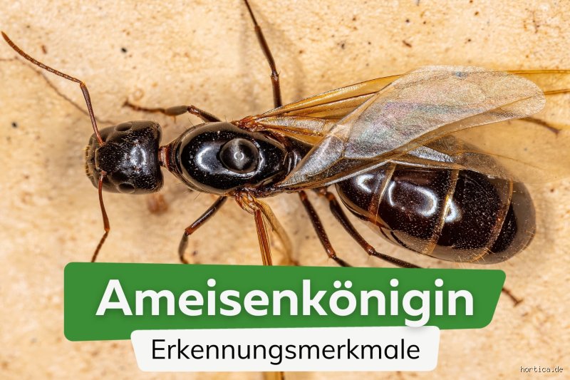 Woher kommen Ameisenköniginnen?
