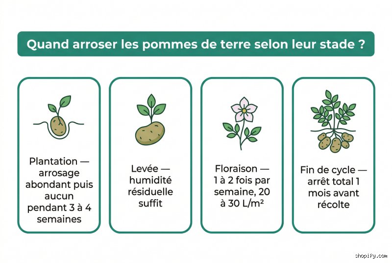À quel stade faut-il arrêter d'arroser les pommes de terre pour garantir une conservation parfaite et un goût authentique ?