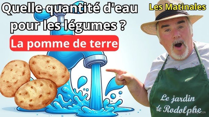 À quelle fréquence faut-il arroser les pommes de terre dans un seau pour obtenir une récolte record sur son balcon ?