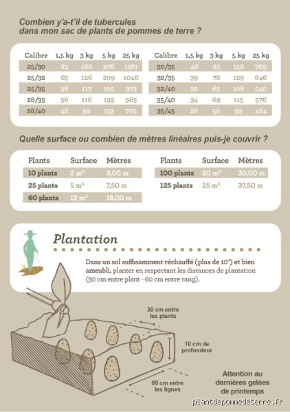 Combien de temps peut-on laisser les pommes de terre en terre après la floraison pour une récolte parfaite ?