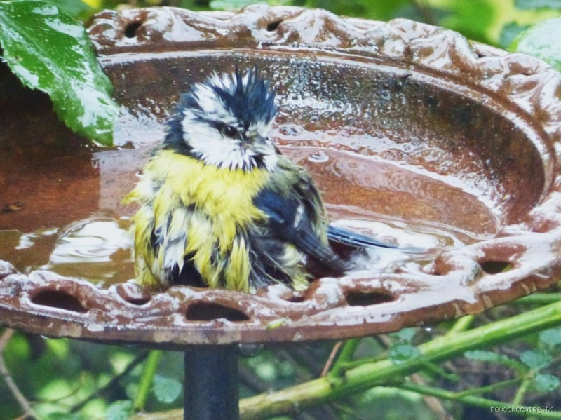 Comment donner à boire aux oiseaux en été ?