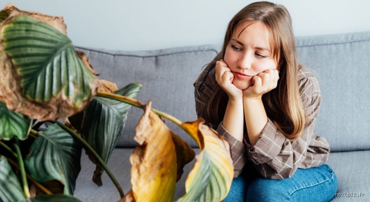 Comment empêcher les feuilles de jaunir ?