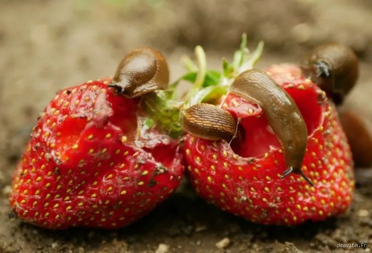 Comment empêcher les limaces de manger les fraises ?