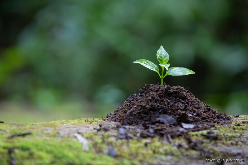 Comment enrichir naturellement la terre ?
