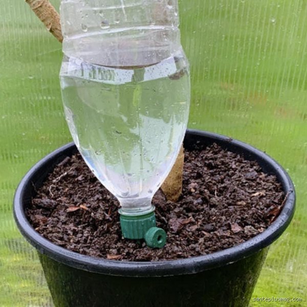 Comment entretenir une plante dans une bouteille ?