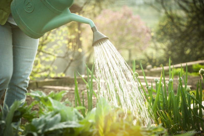 Comment éviter d'arroser son potager : astuces pour un jardin autonome