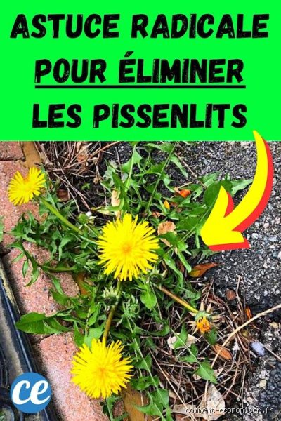 Comment faire pour se débarrasser des pissenlits ?