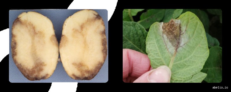 Comment les agriculteurs préviennent-ils le mildiou de la pomme de terre sans perdre leur récolte en trois jours ?