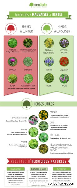 Comment on appelle la mauvaise herbe ? La terminologie entre le jardinier amateur et le pro
