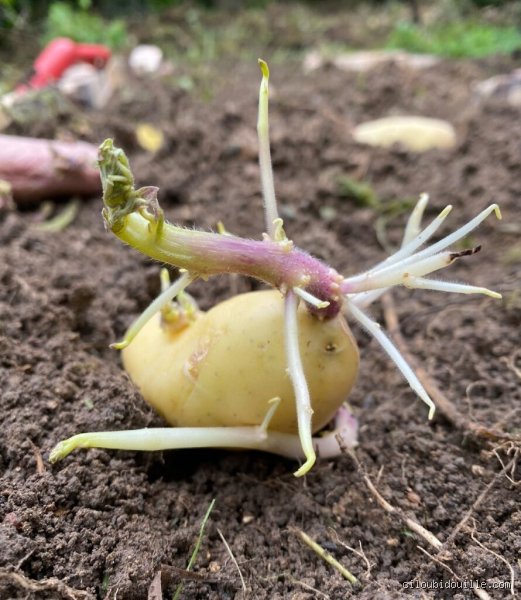Comment planter des patates qui ont déjà germé sans massacrer sa future récolte : le guide de survie du jardinier