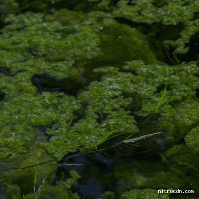 Comment prévenir la prolifération d'algues nuisibles : les solutions concrètes pour sauver nos écosystèmes aquatiques avant l'asphyxie totale