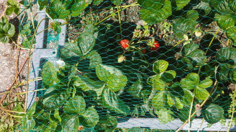 Comment protéger les fraisiers des nuisibles ?