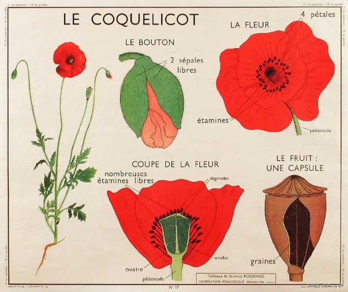 Comment s'appelle le coquelicot ?