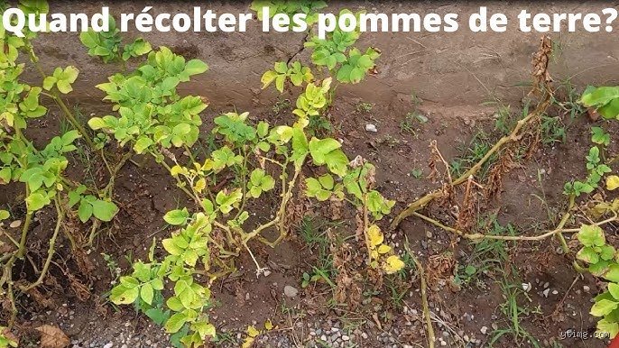 Comment savoir si je peux déterrer les patates ? Le guide ultime pour ne plus jamais rater sa récolte au potager