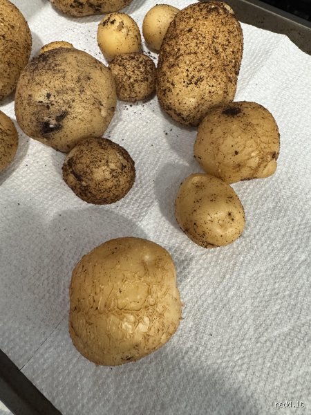 Comment savoir si mes patates ont poussé : le guide ultime pour ne plus jamais récolter des billes de bois