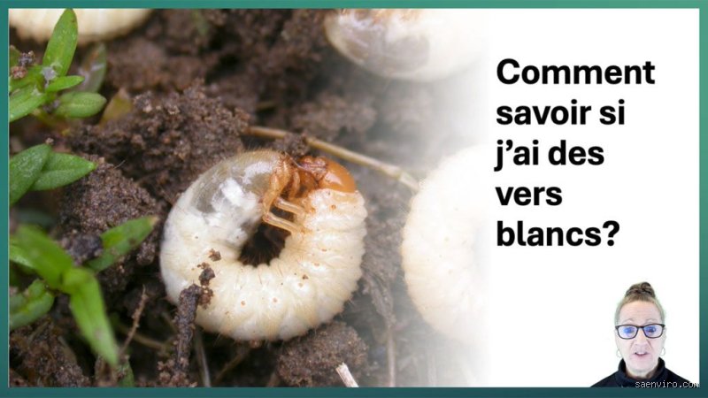 Comment savoir si on a des vers blancs ?