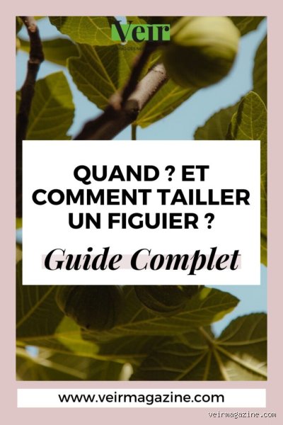 Comment tailler un figuier pour avoir des figues ?