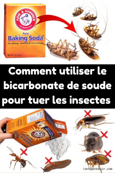 Comment utiliser le bicarbonate de soude comme insecticide ?