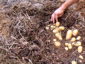 Est-ce qu'il faut pailler les pommes de terre ?