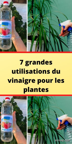 Est-ce que l'eau vinaigrée est bonne pour les plantes ?