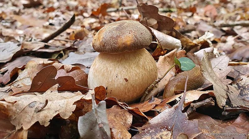 Les cèpes poussent-ils vraiment en une nuit ?