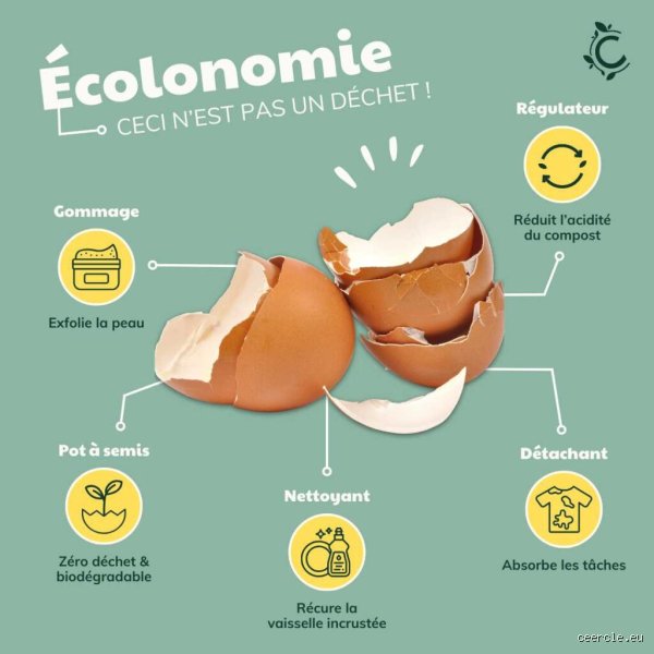Est-ce que les coquilles d'œuf vont au compostage ? Le guide définitif pour ne plus commettre d'erreur au jardin