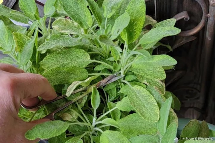 Fait-il couper les fleurs de sauge ? Guide technique pour optimiser votre récolte