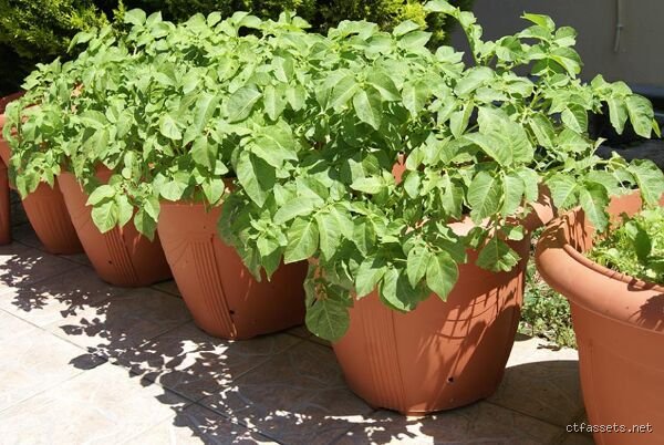 Faut-il arroser les pommes de terre tous les jours dans un pot surélevé pour obtenir une récolte record ?