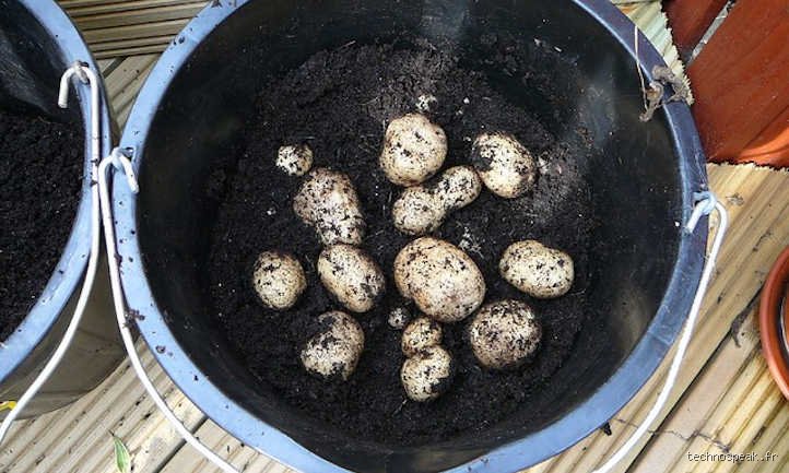 Faut-il des trous de drainage dans un seau à pommes de terre pour réussir sa récolte urbaine ?