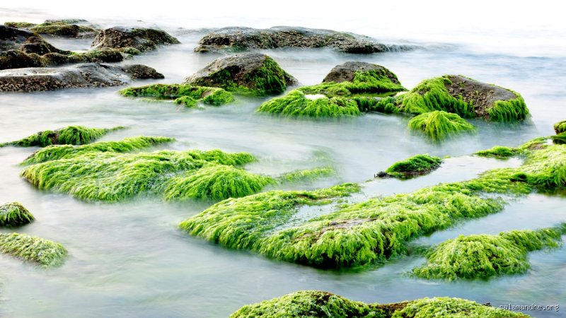 La présence d'algues signifie-t-elle que l'eau est sale ? Enquête au cœur d'un préjugé aquatique persistant