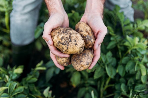 Les pommes de terre nouvelles doivent-elles fleurir avant d'être récoltées : le vrai verdict des maraîchers et la science du tubercule