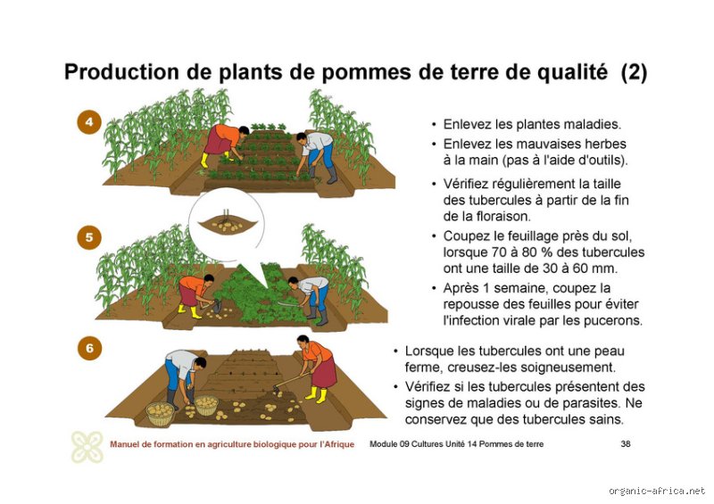 Les pommes de terre ont-elles besoin d'être arrosées lors de la plantation pour garantir une récolte record ?