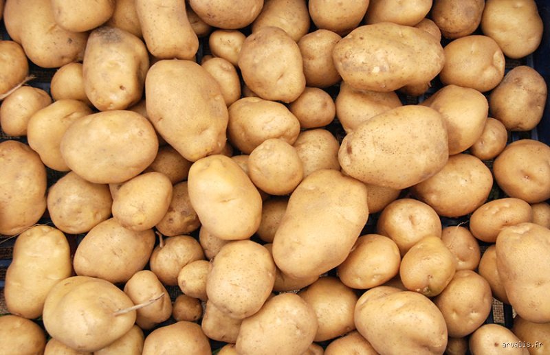 Les pommes de terre peuvent-elles rester en terre après le gel ? Le guide de survie pour vos récoltes oubliées