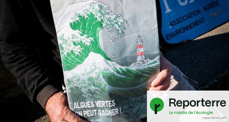 Les proliférations d'algues disparaissent-elles d'elles-mêmes ou fonce-t-on droit vers une asphyxie irréversible de nos écosystèmes aquatiques ?