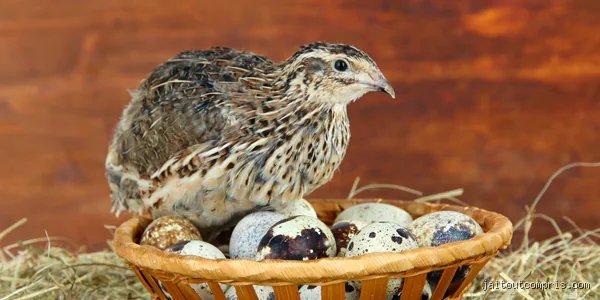 Où vit la caille ? Habitat naturel et zones de répartition mondiales