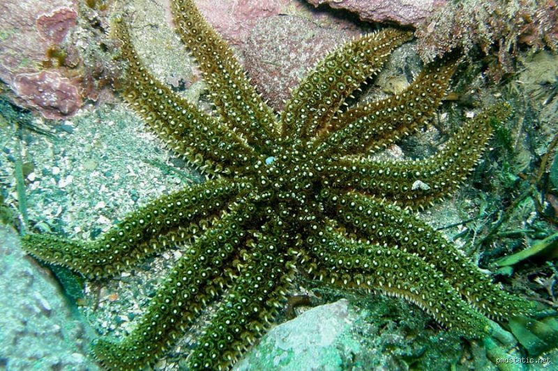 Où vit une étoile de mer : exploration des fonds océans fascinants