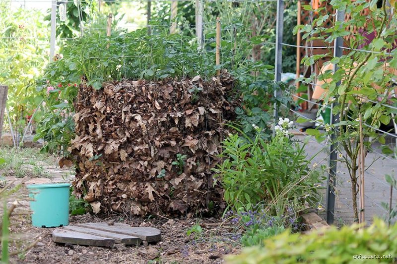 Peut-on réutiliser la terre dans une tour à pommes de terre sans risquer la catastrophe lors de la prochaine récolte ?