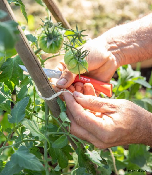 Pourquoi des tomates greffées ?