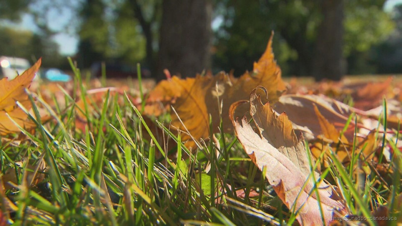 Pourquoi il faut laisser les feuilles mortes sur le gazon ? Découvrez l'étonnante vérité
