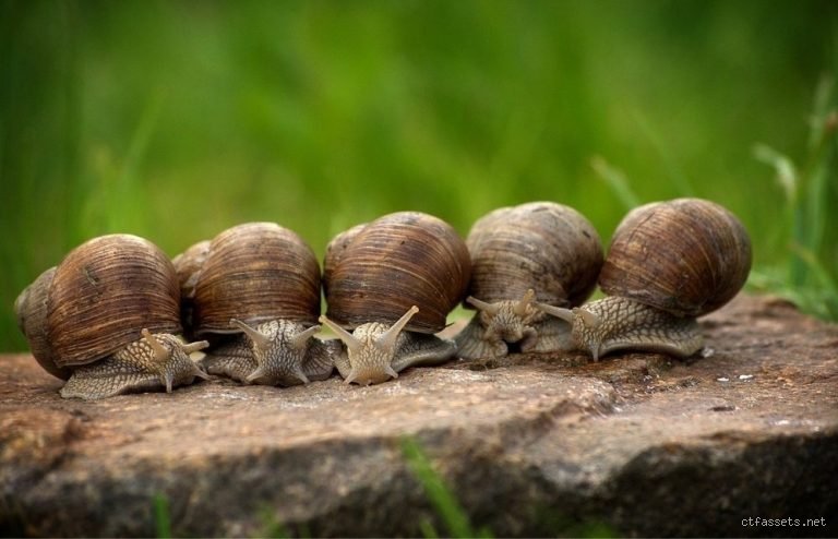 Pourquoi mon jardin est-il envahi par les escargots et comment expliquer cette prolifération soudaine ?