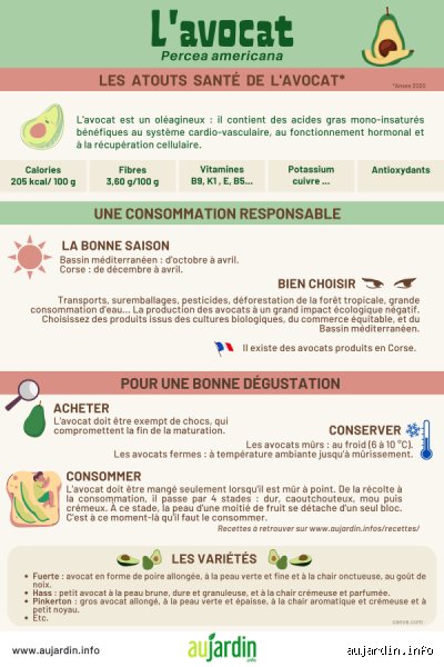 Pourquoi l'avocat fruit est cher ? Les coulisses d'un marché sous tension