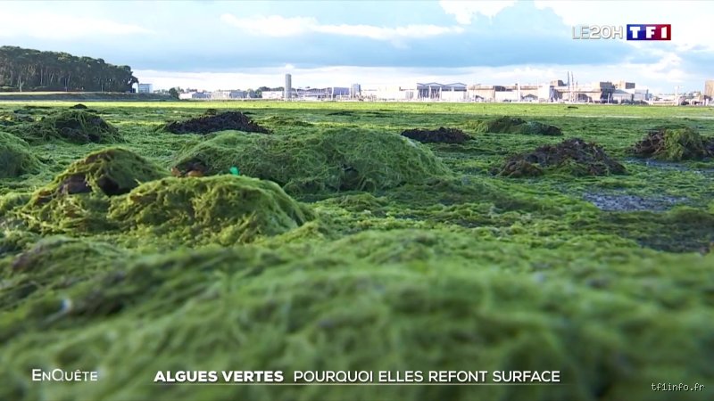 Pourquoi les algues disparaissent-elles ? Enquête sur un effondrement silencieux sous la surface de nos océans