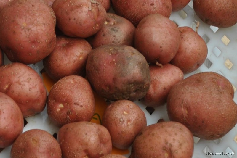 Pourquoi les pommes de terre pourrissent-elles après la récolte ? Comprendre les mécanismes biologiques et environnementaux du déclin des tubercules