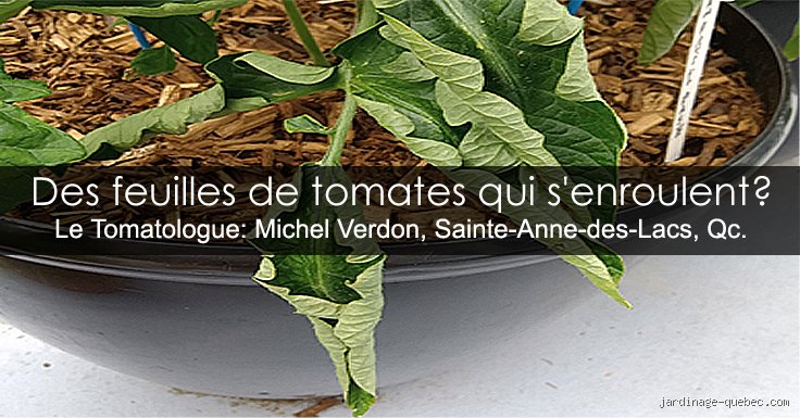 Pourquoi mes tomates font beaucoup de feuilles et peu de fruits ?
