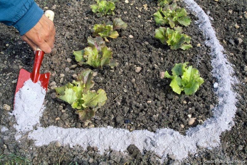Pourquoi mettre de la cendre dans son jardin ? Découvrez ses secrets cachés !