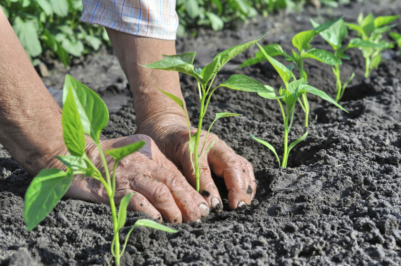 Pourquoi mettre du marc de café au pied des plantes ?